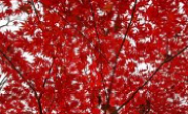 風(fēng)吹，楓動(dòng)，心飛
